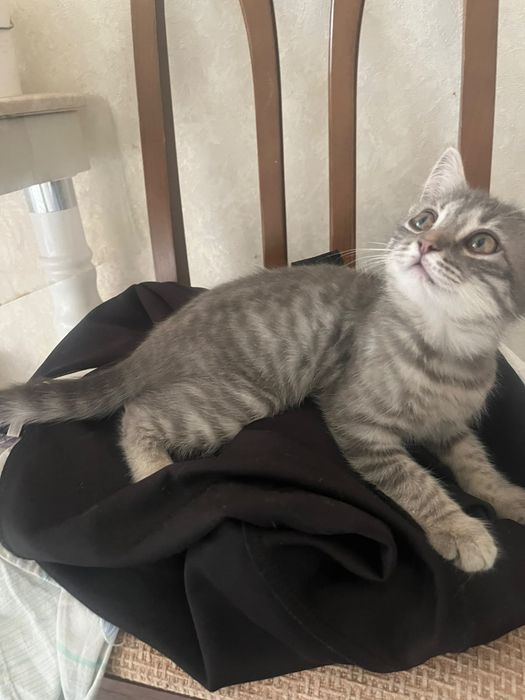 Отдам котёнка в добрые руки
