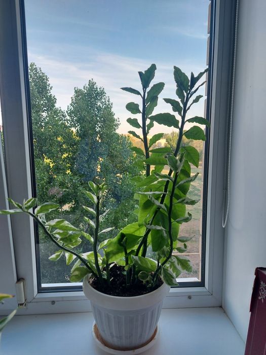 Неприхотливое растение