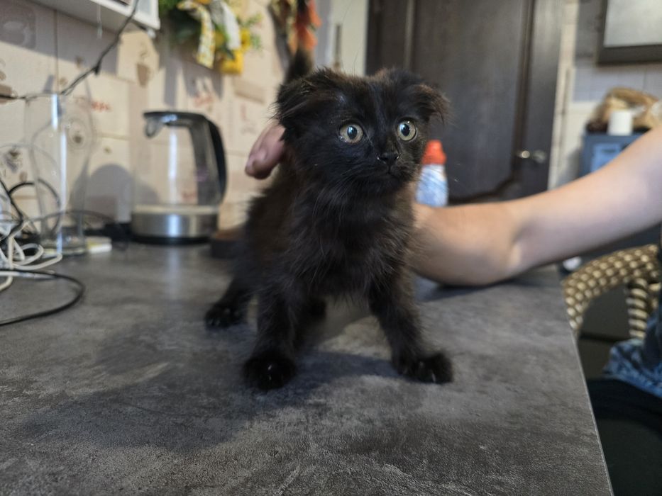 Вислоухий котенок