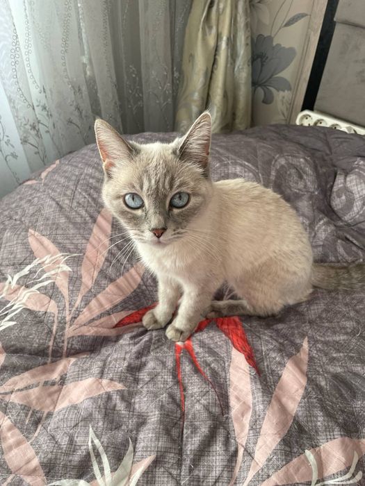 Uy mushuchalarim sotiladi