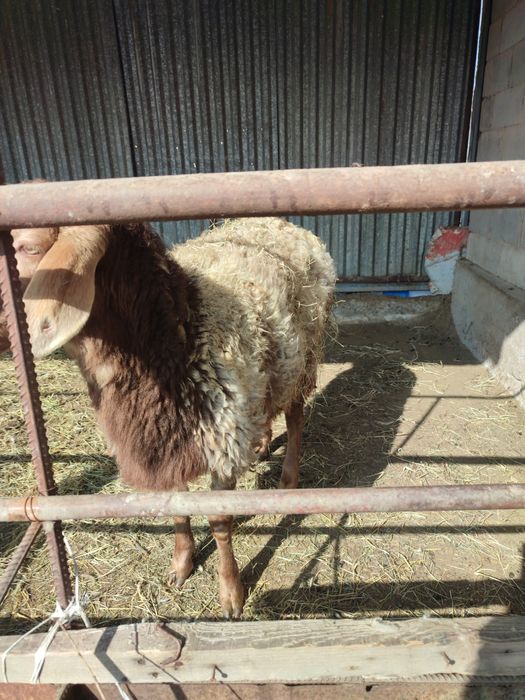 Қошқар сатылады