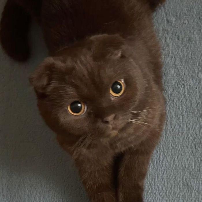 Срочно! Скотиш фолд вислоухая девочка 7 месяцев