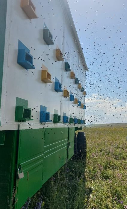 Пасика пчелоповелион