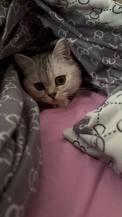 Серебристая шиншилла. Кошка.