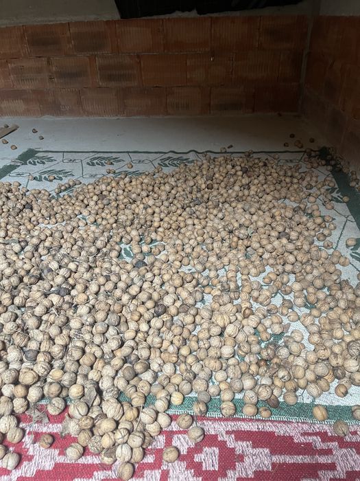 Nuci in coaja productie 2025