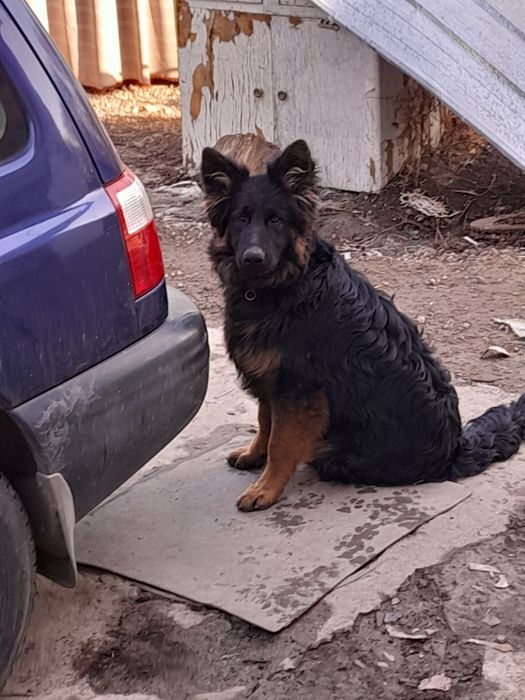 Щенки немецкой овчарки