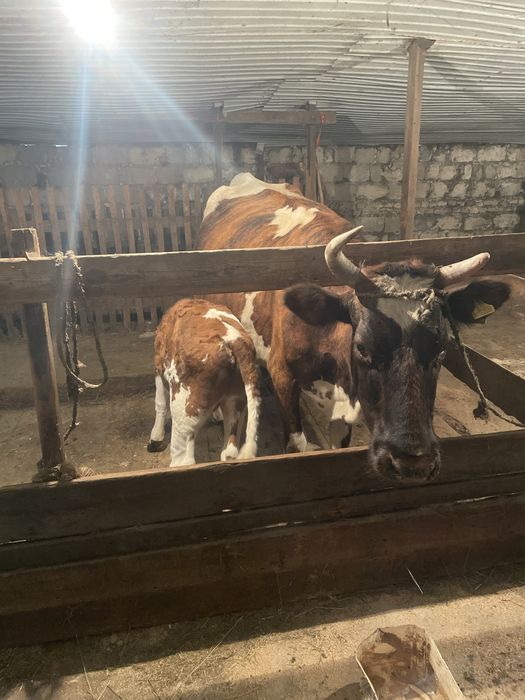 Продам 10 голов крс