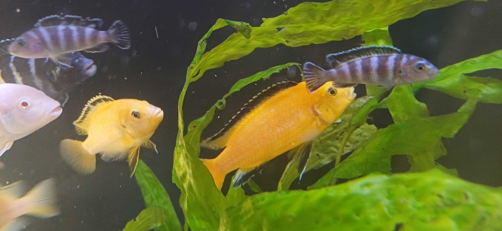 Продам самца псевдотрофеус елло