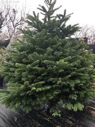 Ели разных сортов, яблони, груши, и т.д