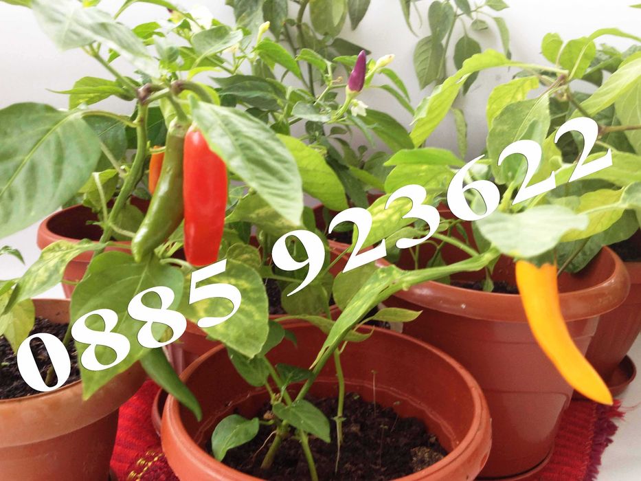 Саксия с Люти Чушки, Физалис или Тютюн -  Еко и Биологично Отглеждани