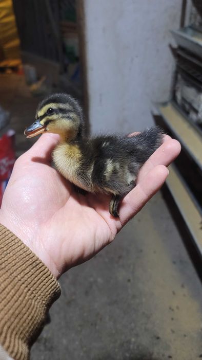 Boboci de rață rasa Rouen / Pui de rata / Oua de rata pentru incubat