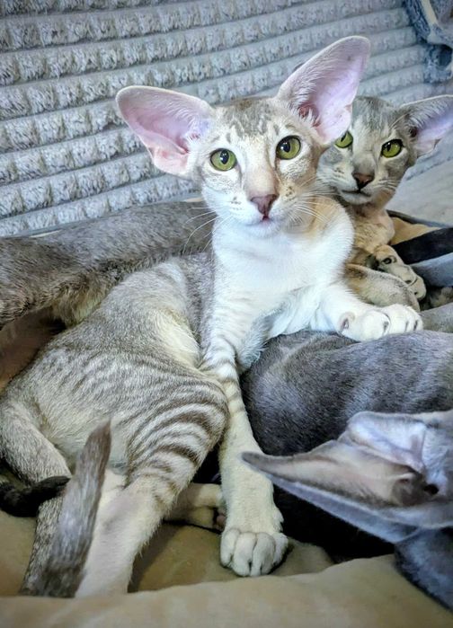 Ориентальная кошечка Уника