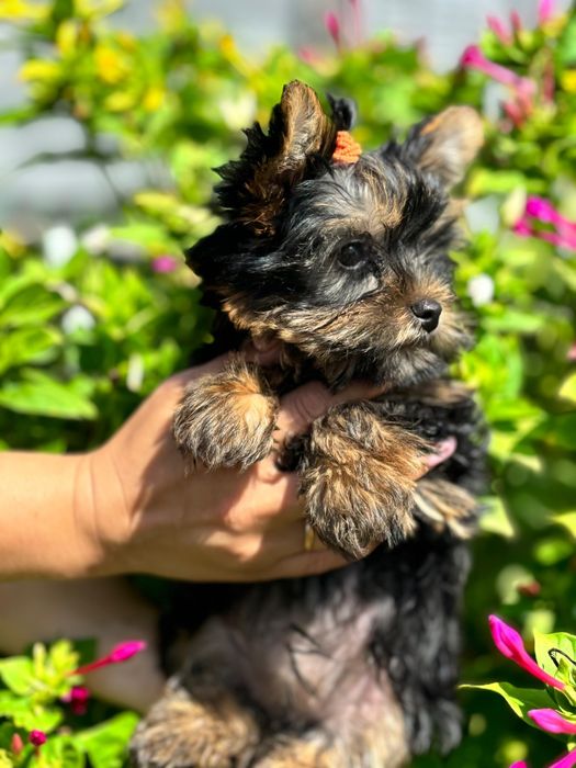 Йоркширский терьер