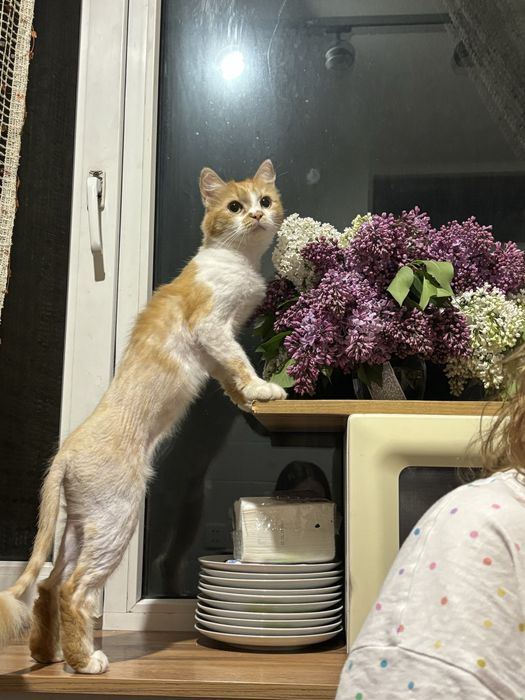 Отдаю кошку (3 года)