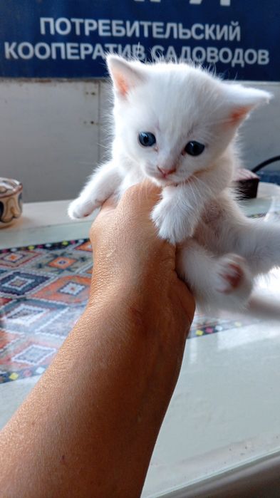 Продам котят шотландских страйт