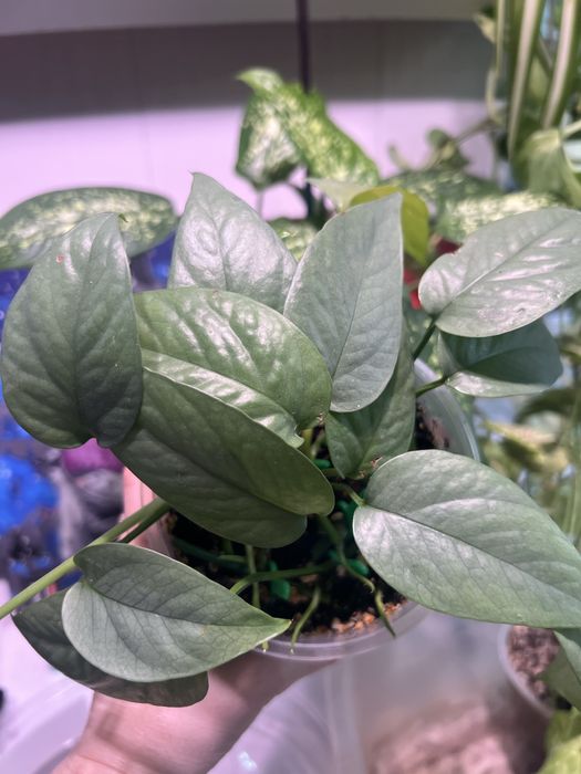 Эпипремнум Манжула, Себублю