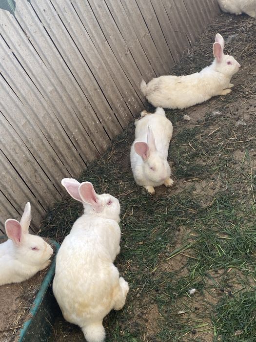 Iepuri neozeelandezi albi de vânzare – sănătoși și bine îngrijiți