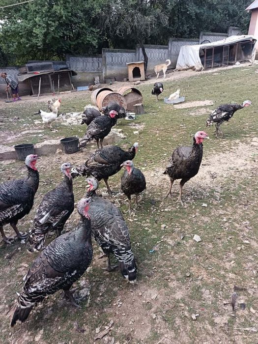 Curcani de vanzare 15kg