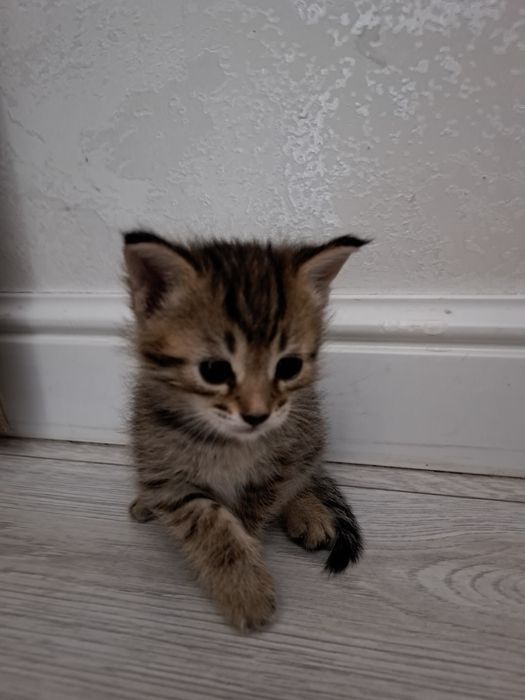 Продаются котята