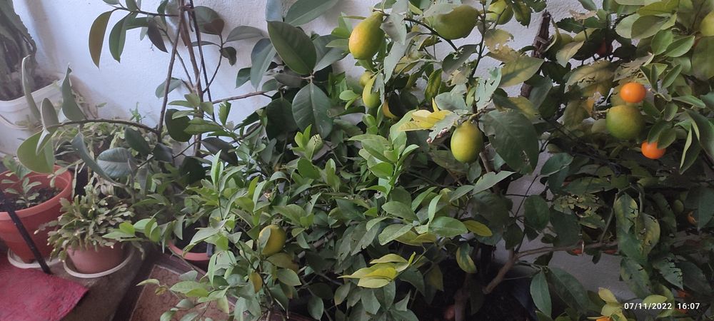 Каламондин (китайска мандарина )