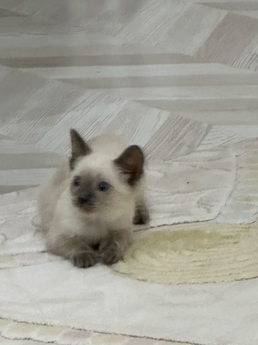 Сиамский котёнок
