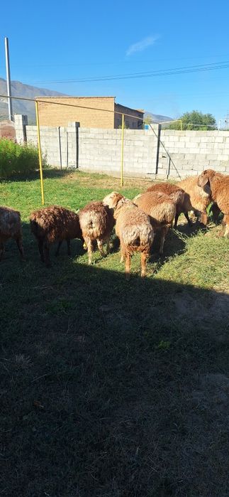 токты сатылады текеліде