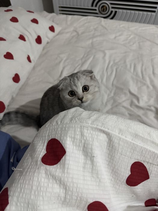 Шотландский вислоухий котёнок