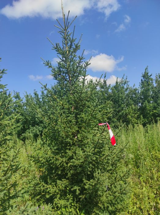 Тополя пирамидальные