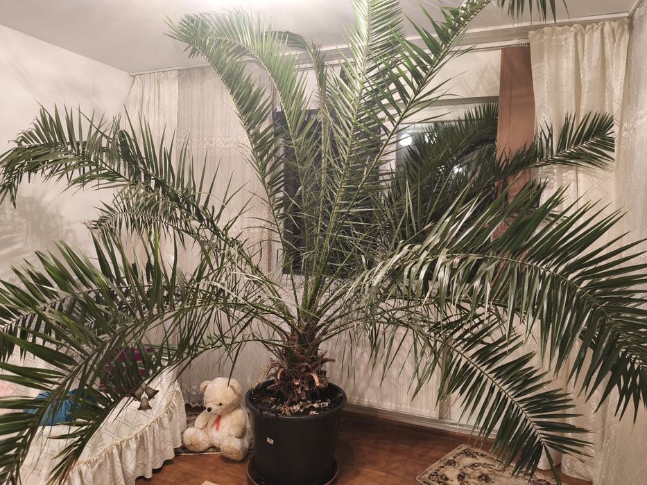 Palmier Curmal de vanzare