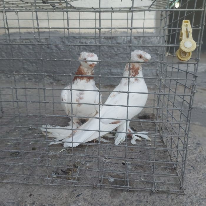 Гулбадам двух чуби самец самка