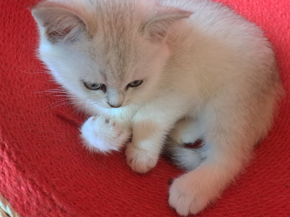 Шотландско котенце