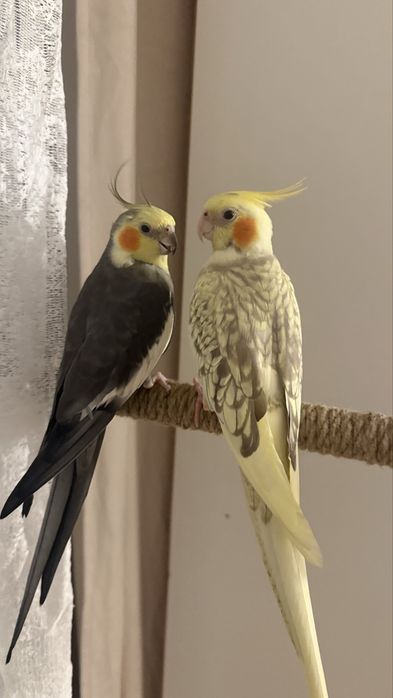 Продам 3 карелл(можно и по одной)