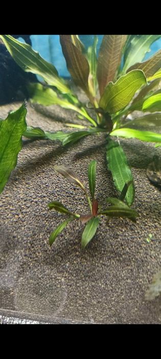 Продаётся аквариумные растения