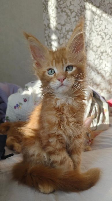 Куномалыши очень ждут своих родителей.