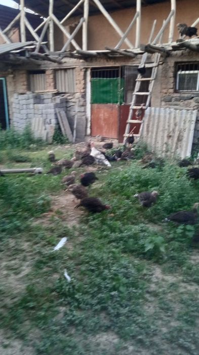 Куркалар сотилади 62 она-бола аралаш срочно