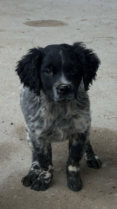 Бретонский эпаньол охотничья собака