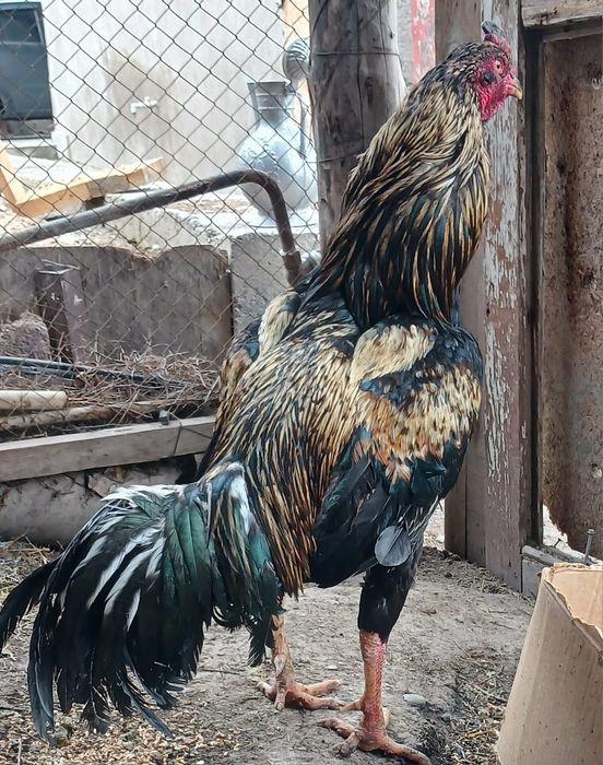 Бойцовский порода