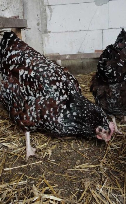 Ouă incubație Sussex