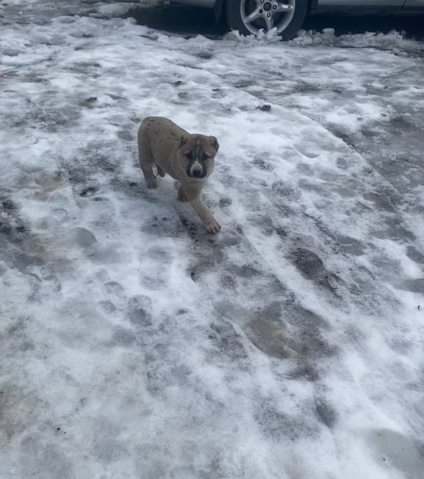 Алабаи сатлат обмер бар