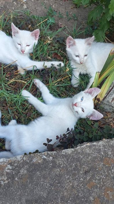 Подарявам котета