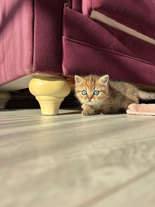 Pui de pisică British x Scottish