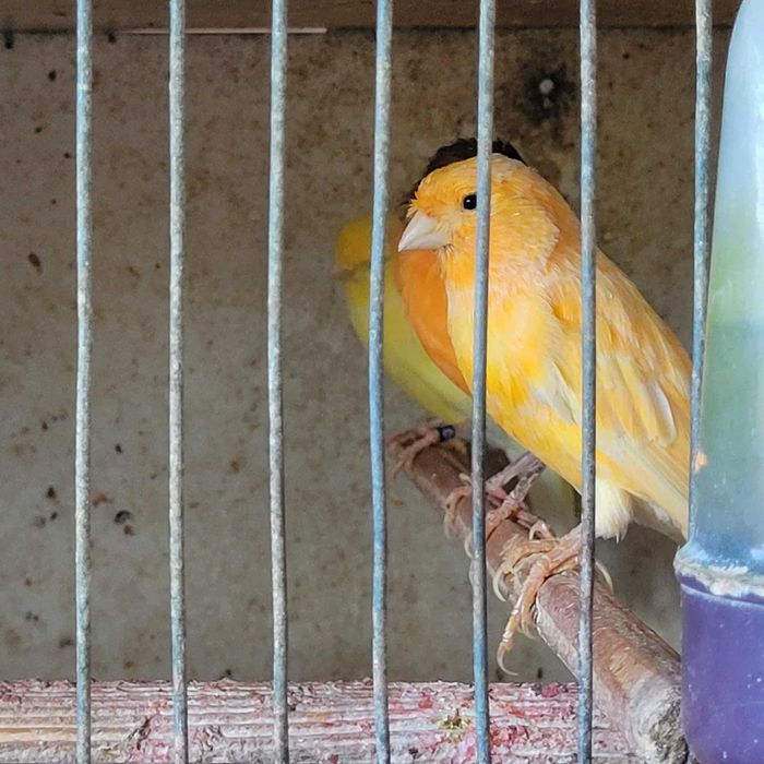 Canari de culoare si cantec