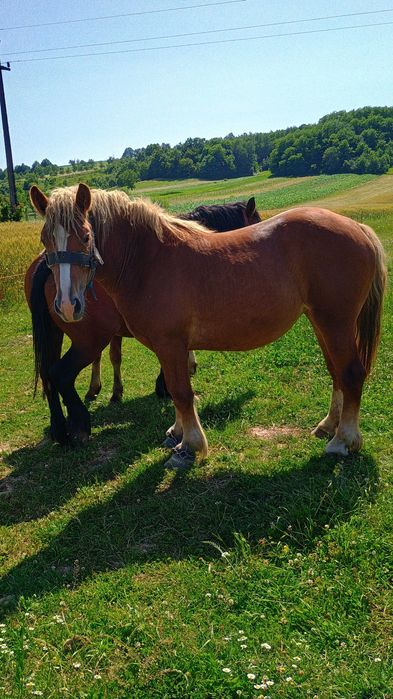 Vând mânză de 2 ani  preț 2400 de euro negociabil