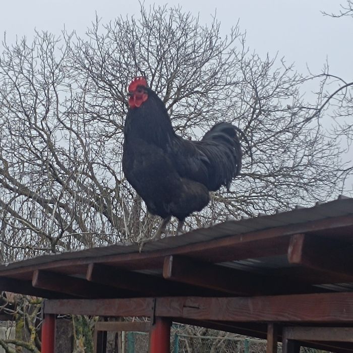 Vând cocoș australorp