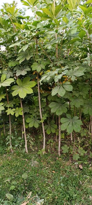 Manzarali kashtan koʻchatlar