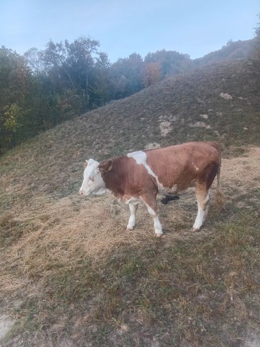 Juninca de vanzare