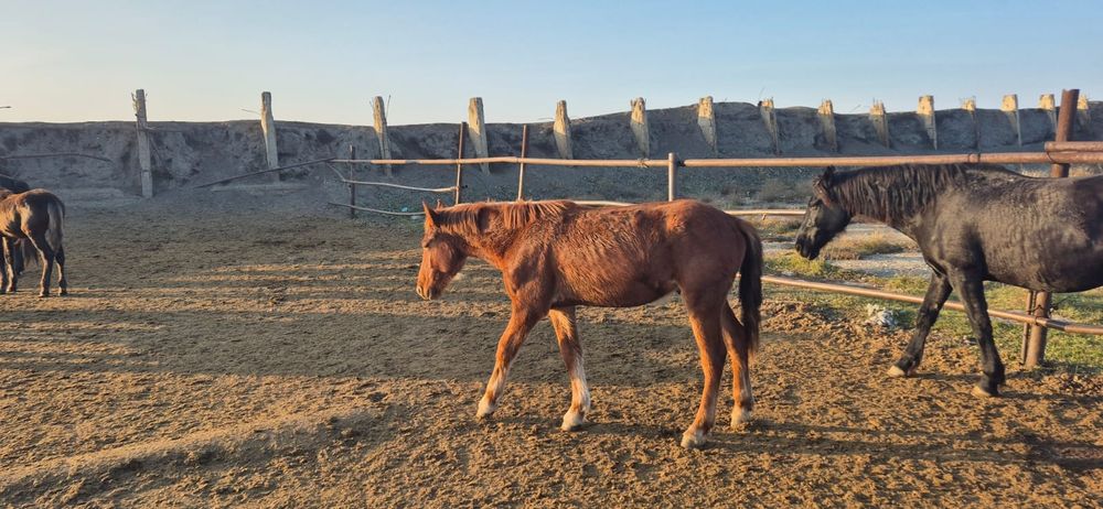 Продам жиребчика полутяжа