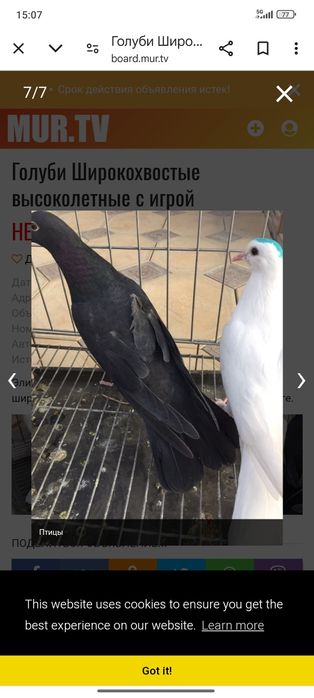 Продаются Самец Бакинскиц широкохвостый
