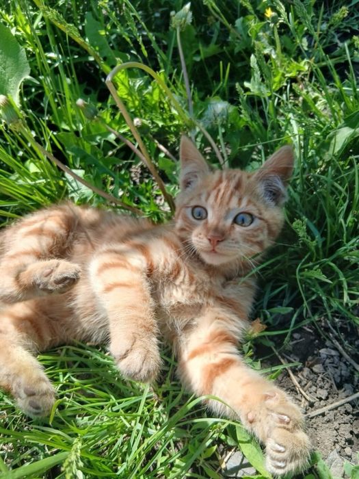 Солнечный котик ищет семью