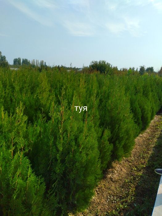 Арчалар. Зелёный забор учун арча кучатлари